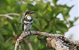 Green Kingfisher